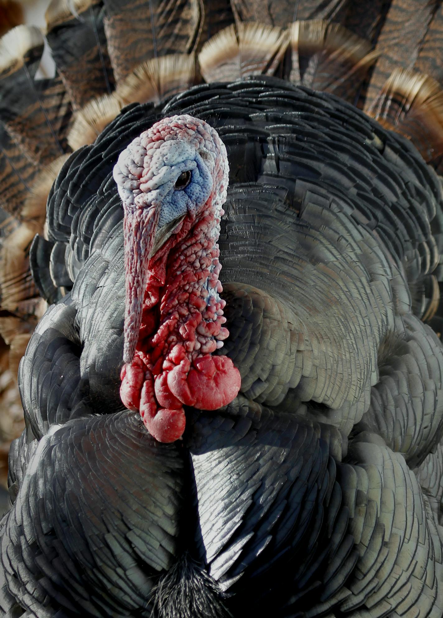 A heritage turkey at the Blue Gentian farm in New Richmond, Wis.