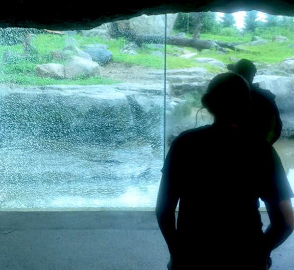 This pane of glass at the Minnesota Zoo was shattered Monday but remained in place after a bear slammed a rock against it several times.