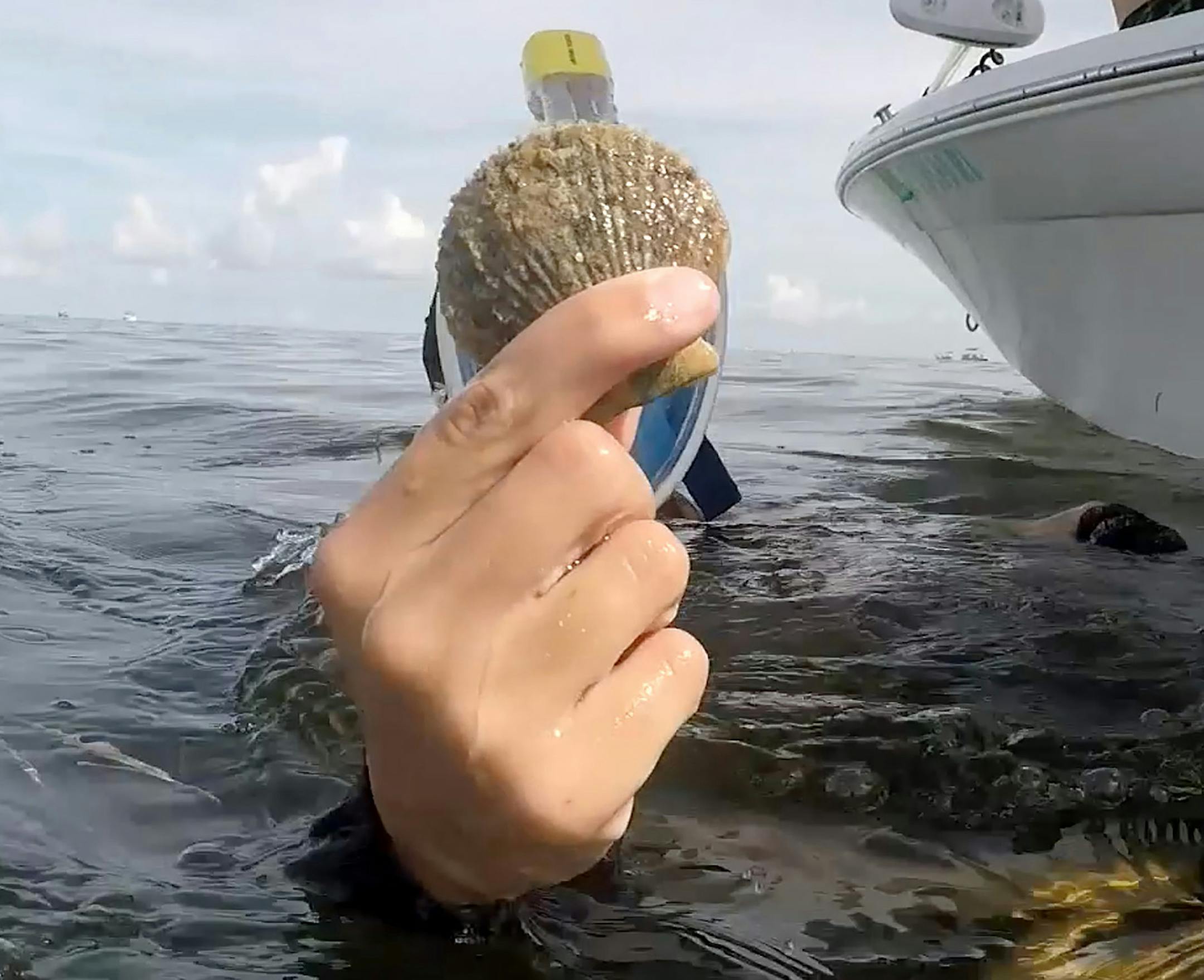 Kaley Taylor holds up a scallop she found in Homosassa Bay on Saturday, July 14, 2018. (Cassie Armstrong/Orlando Sentinel/TNS)