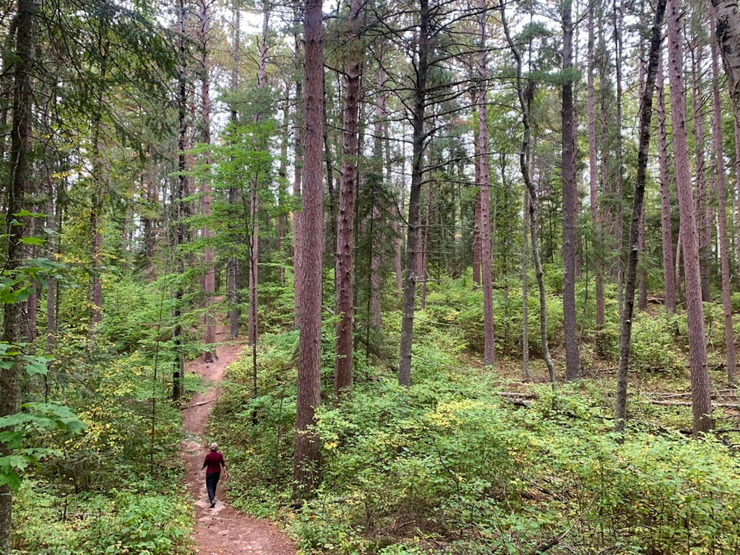 Minnesota offering land for sale in northern recreation areas