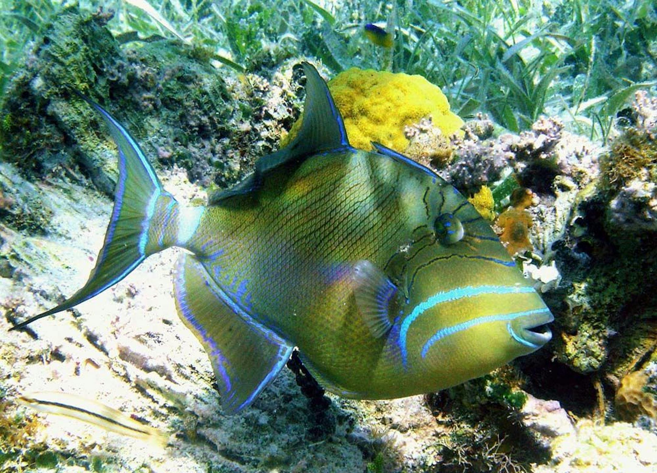 A Queen Triggerfish in the waters off Turneffe Keys in Belize.