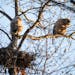 The pair of Great Horned Owl babies in Theodore Wirth Park have been venturing further and further from their nest for the past few days. Then, with t