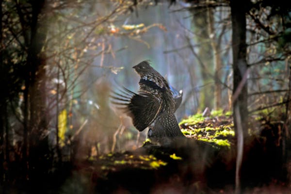 In spring the male ruffed grouse proclaims his property rights by engaging in a “drumming” display. 