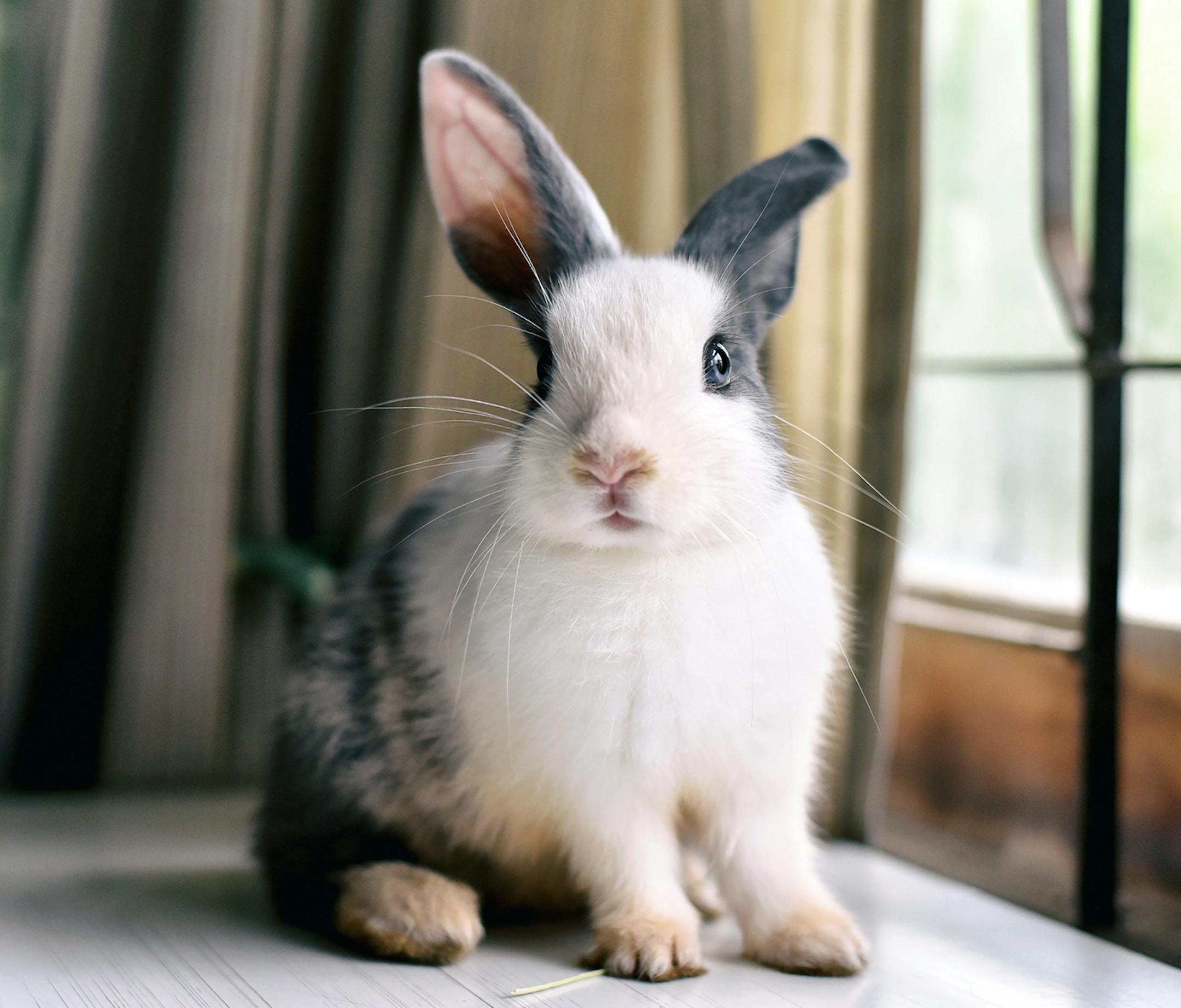 It's safest to keep pet rabbits indoors.