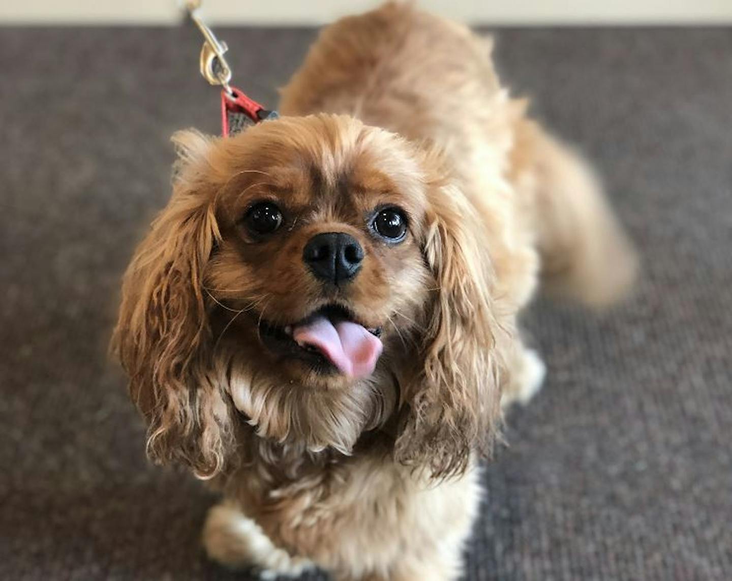 Joey, a Cavalier King Charles Spaniel that will be two years old in November. Credit: Eagan Police Department