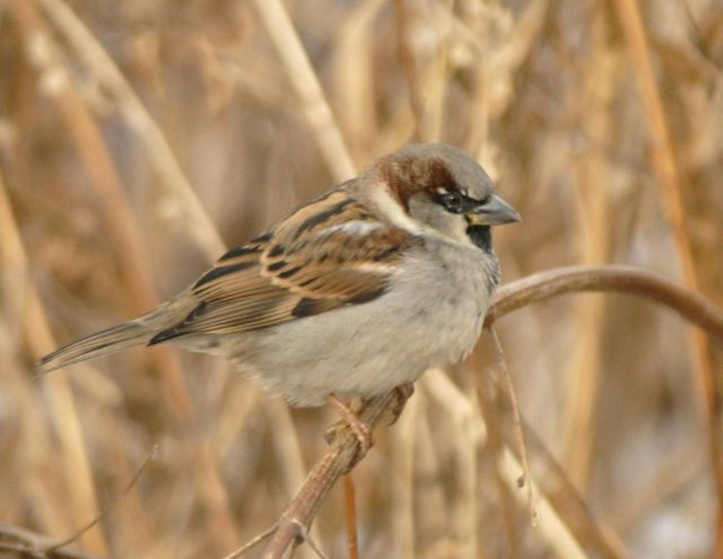 Male house sparrow