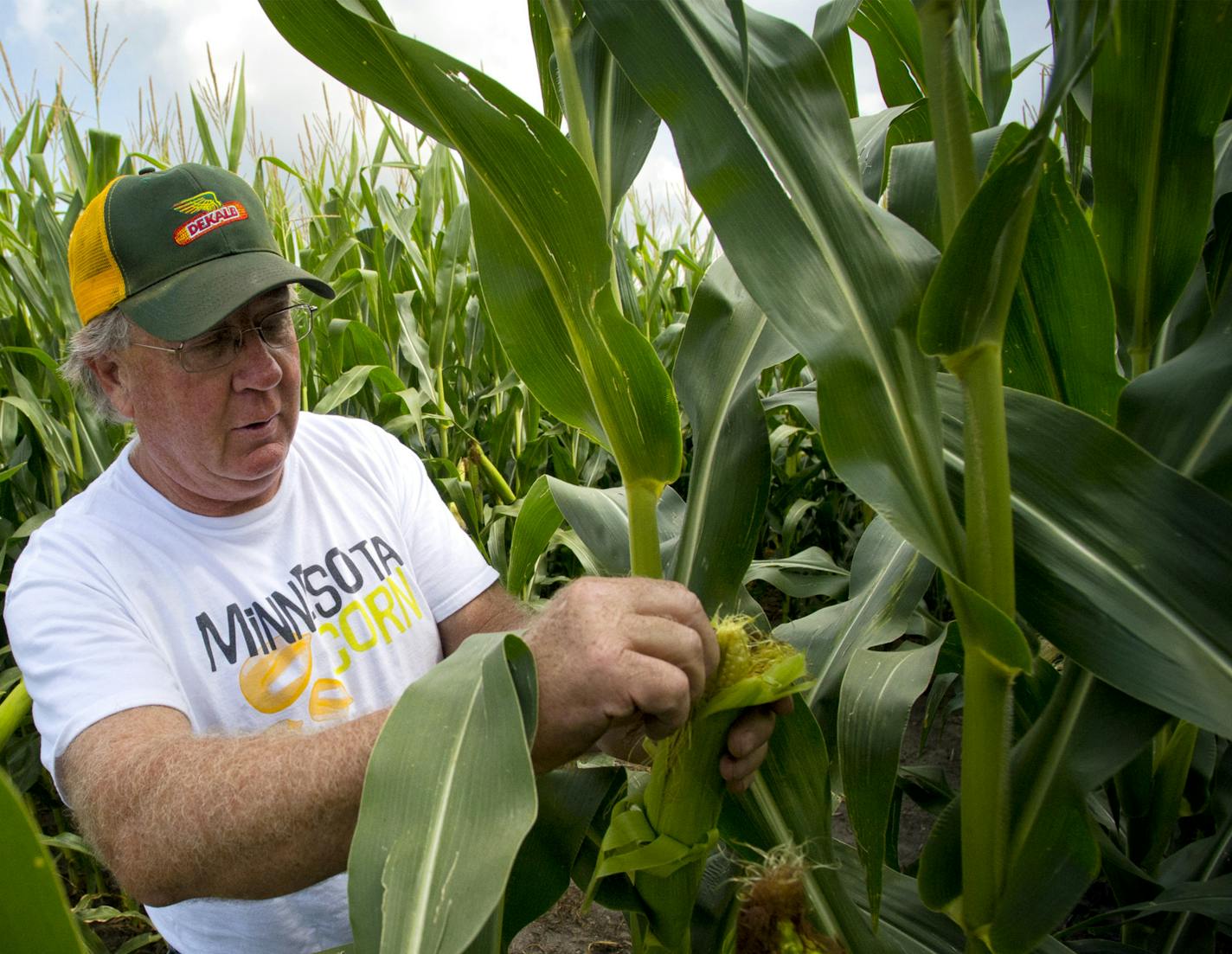 Tom Haag checked the progress of this years corn crop which he expects to do well if we avoid September freezes. Tom Haag, president of the Minnesota Corn Growers Association travelled to China with Governor Dayton last year and expects Chinese imports of U.S. grain to increase as more Chinese gain a higher standard of living. Thursday, August 15, 2013 ] GLEN STUBBE * gstubbe@startribune.com