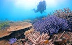 Researcher Line Bay, of the Australian Institute of Marine Science, surveys temperature-tolerant corals in the Far Northern Great Barrier Reef. Some c