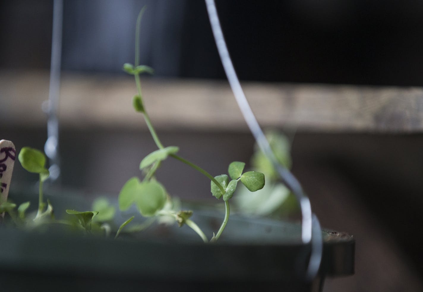 Pea shoots grow inside a Walipini, an underground greenhouse, in Minneapolis on Wednesday, January 20, 2016. ] (Leila Navidi/Star Tribune) leila.navidi@startribune.com