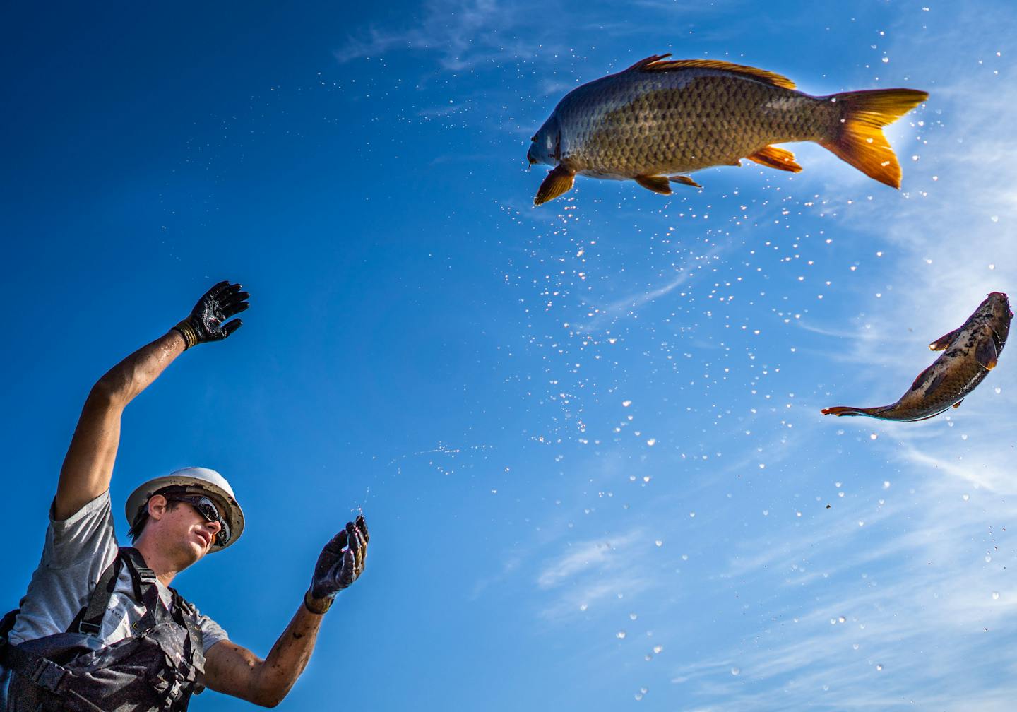 Aaron Claus of Carp Solutions hurled a carp from their boat in to the back of a waiting pickup truck. Crews pulled invasive carp from nets in Stieger Lake in Victoria.