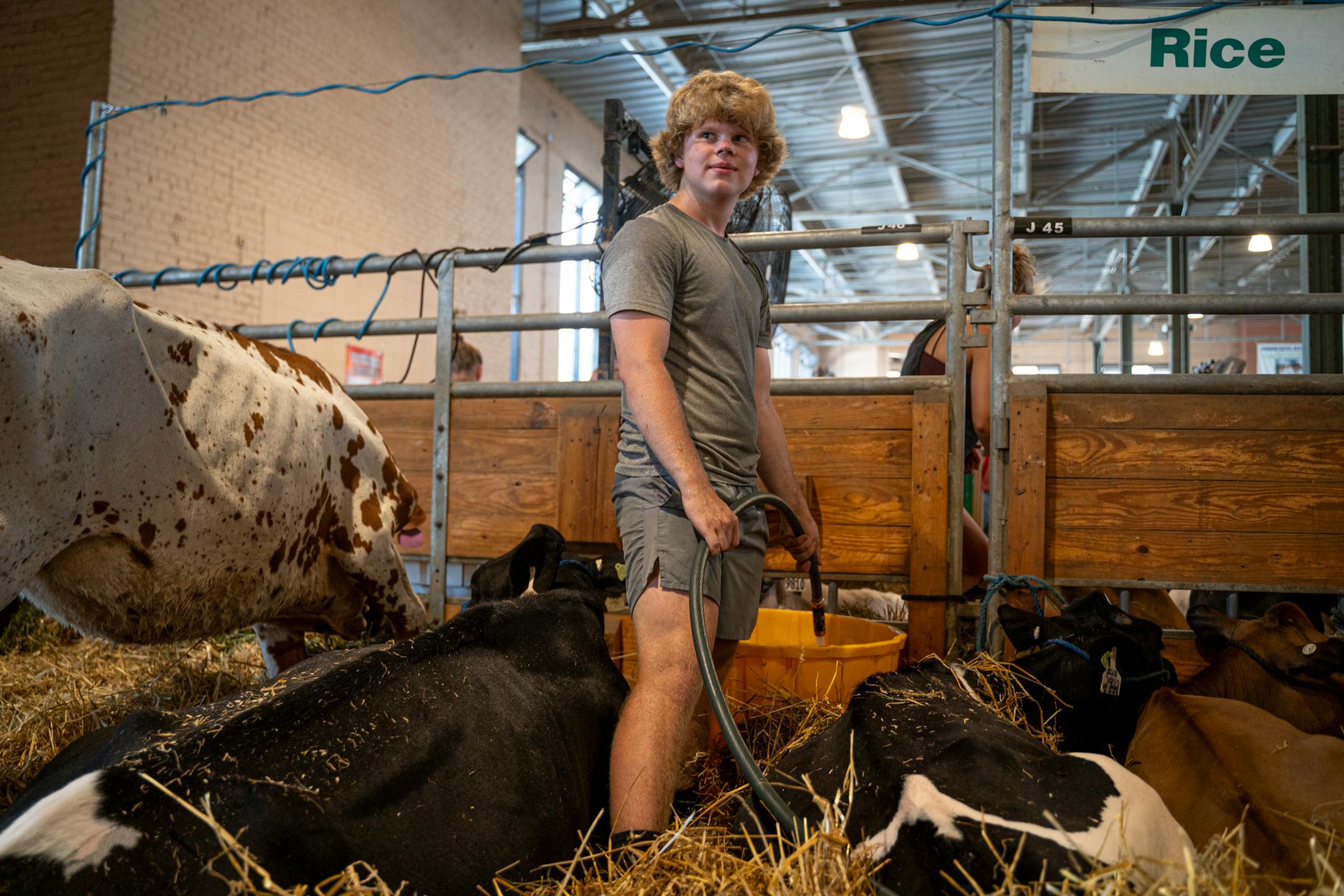 Cole Smith fills a water bucket for his cows at the cattle barn on the Minnesota State Fairgrounds in Falcon Heights, Minn. on Wednesday, Aug. 23, 2023. With temperatures in the high '90s during a record-breaking heat wave, it's just as important for the animals to stay cool as the humans.