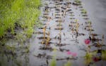 Crops show signs of damage on July 2 in Northfield, Minn., due to flooding.