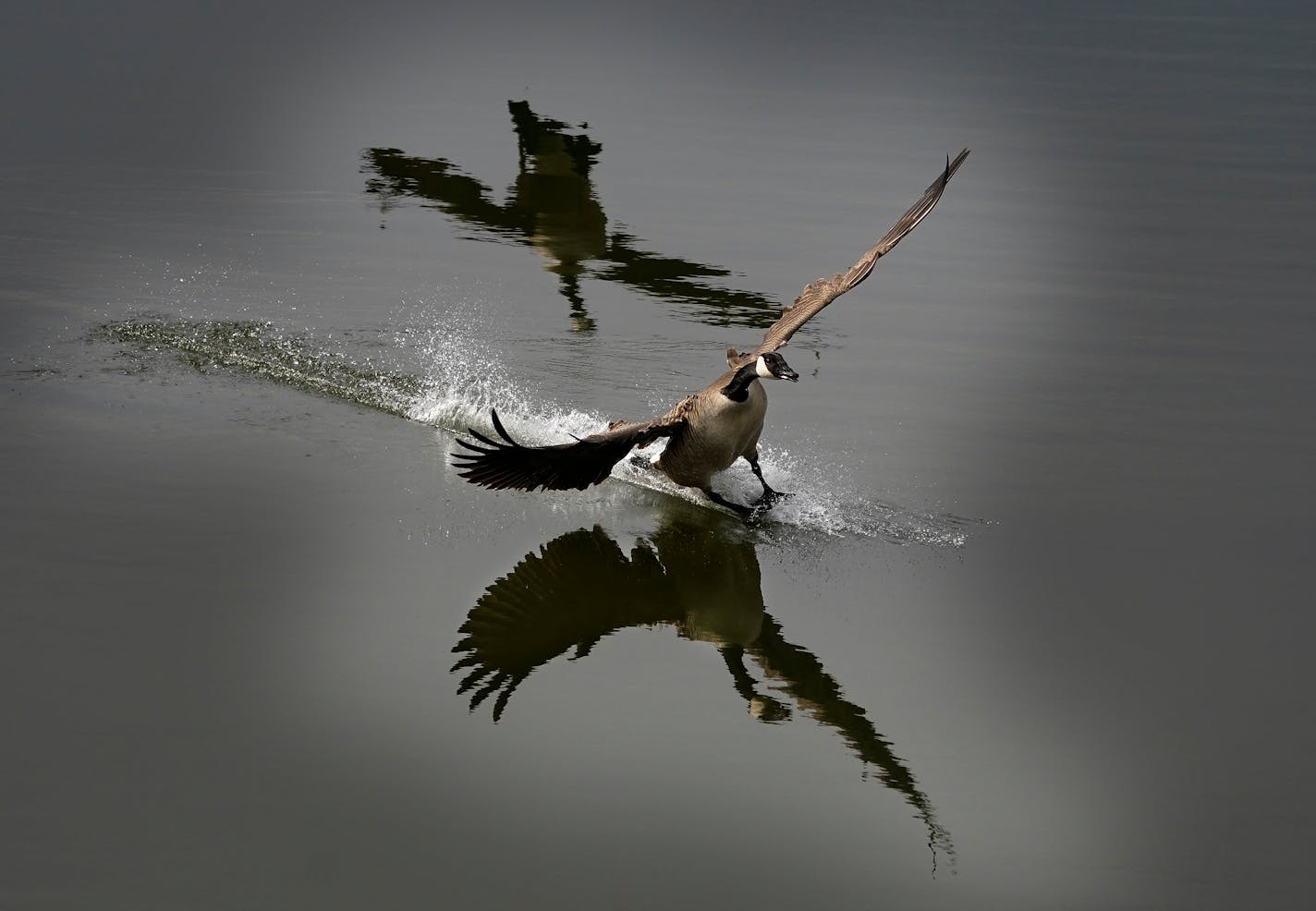 A Canada goose lands on Long Meadow Lake in the Minnesota River Valley  as the shadow of a goose behind is reflected in the water Monday, March 21, 2022 in Bloomington, Minn.   ]