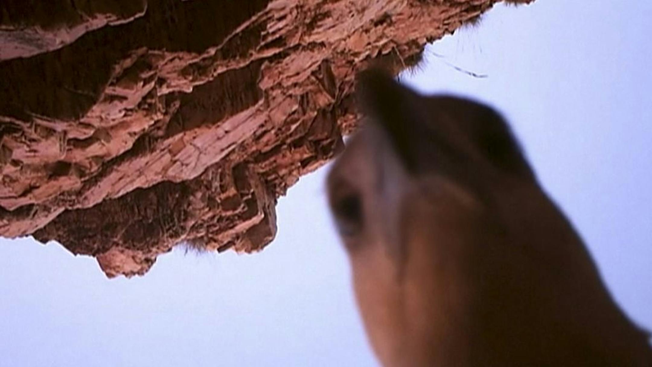 In this image made from video taken on May 29, 2013 and provided by Kimberley Land Council, an eagle pecks at a camera that rangers set up along a river, after the bird took off and flew with it, in the Kimberley region, Western Australia.