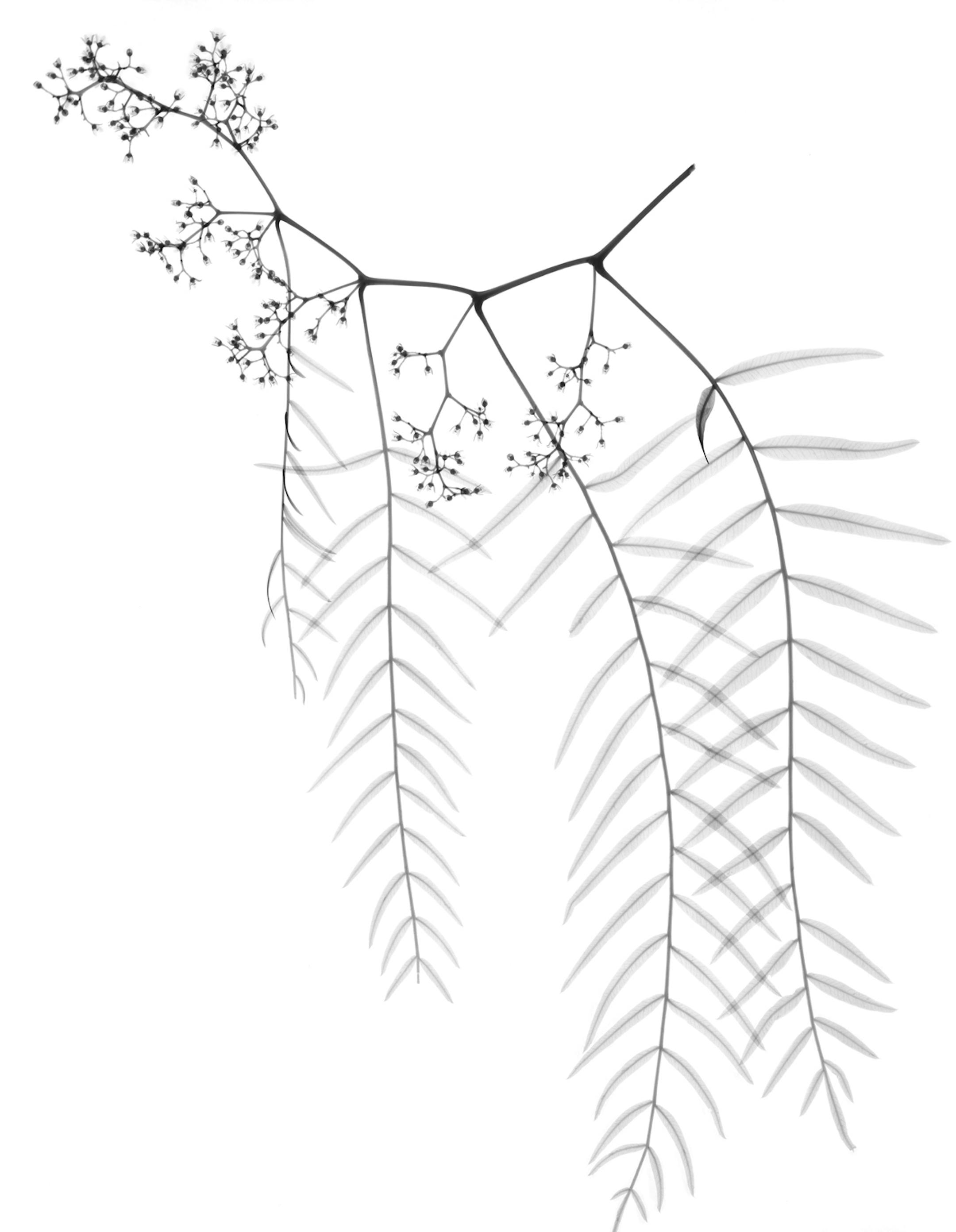 X-ray images of pepper tree leaves, part of Skiagraphics: X-Ray Images from Nature