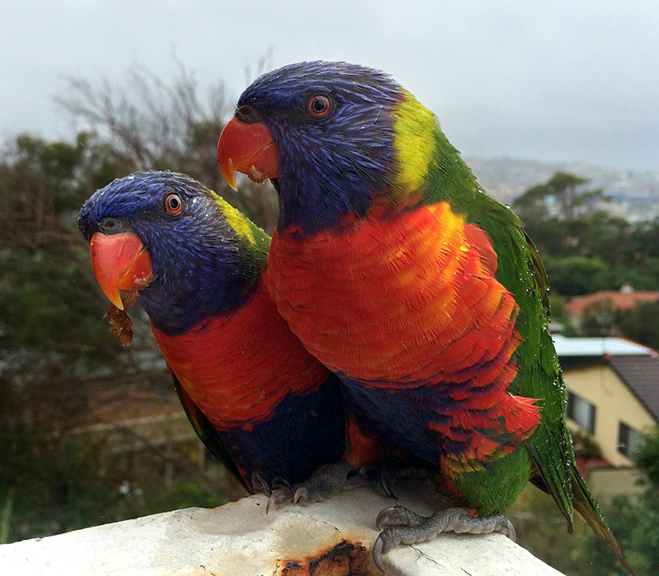Rainbow lorikeets get friendly on an apartment deck. The birds, which travel in pairs, are abundant near Sydney and will nibble sugar out of your hand. ] Travel story on coastal beaches in Australia Star Tribune photos by Rochelle Olson