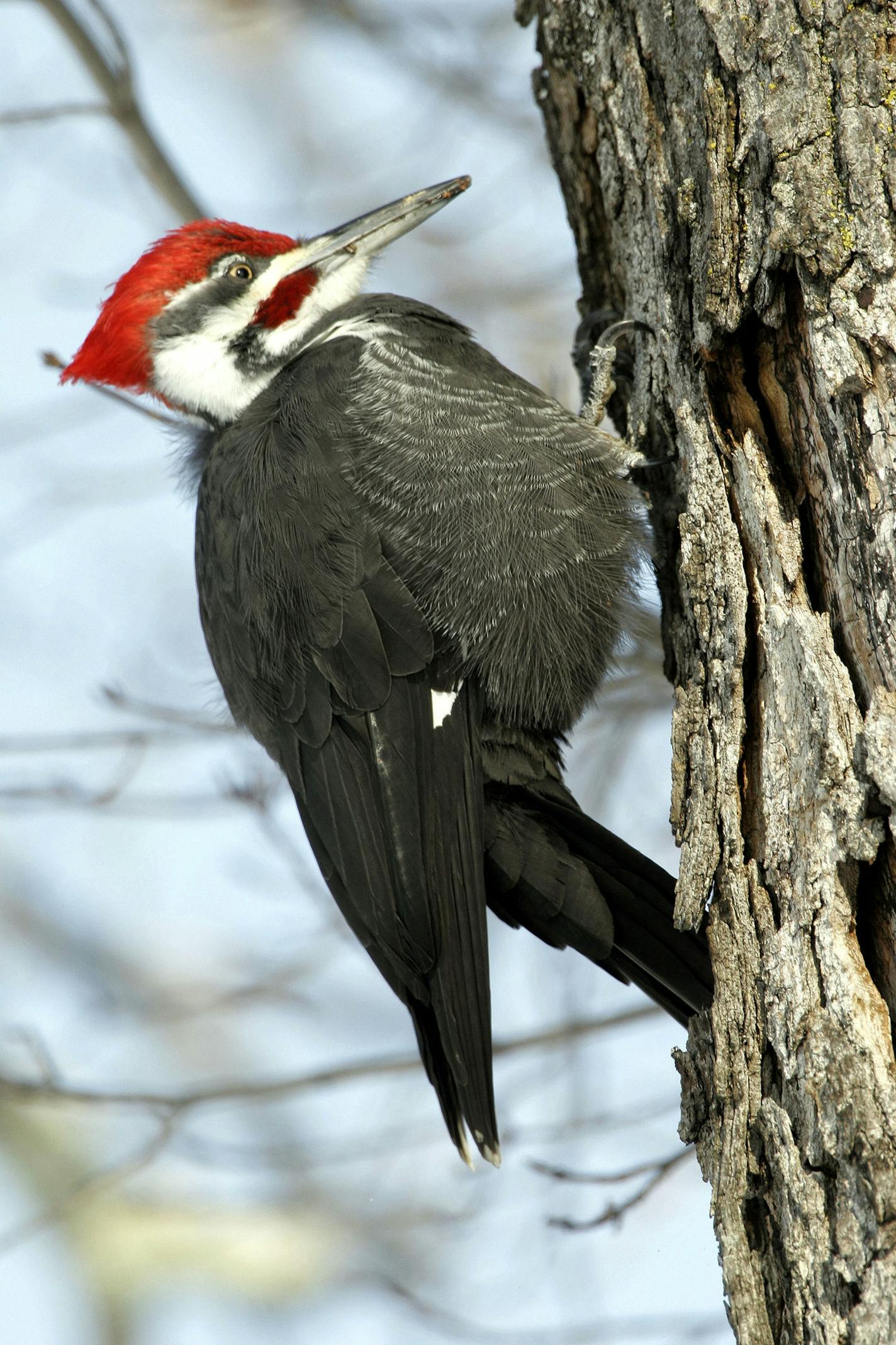 A Pileated woodpecker hangs on the side of a tree as it pecks for food in a maple tree in Calais, Vt., Sunday, Nov. 27, 2005. (AP Photo/Toby Talbot) ORG XMIT: VTTT101