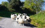 Sheep are moved from one field to another along a country road in the west of Ireland.