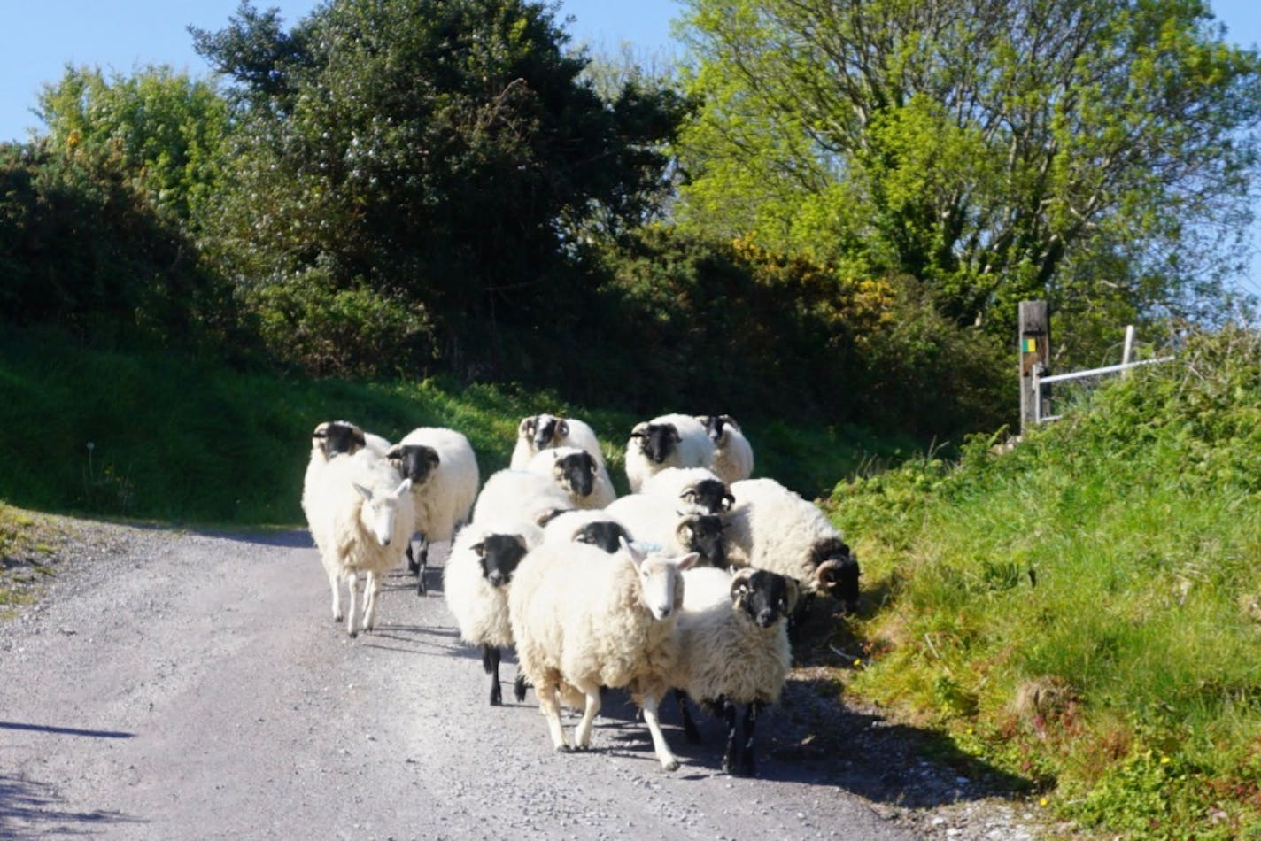 Sheep are moved from one field to another along a country road in the west of Ireland.