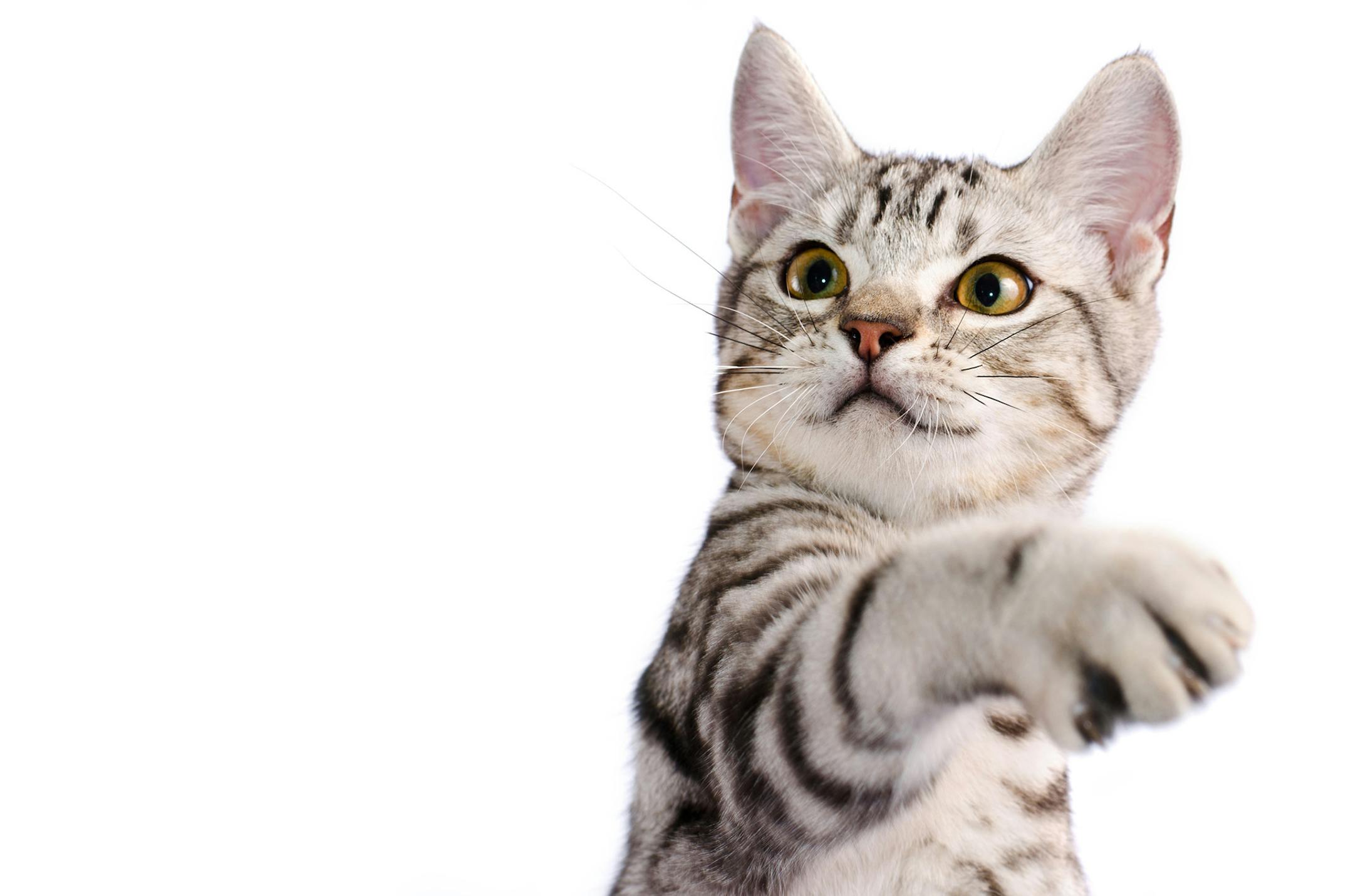 Cat scratch disease (or cat scratch fever) is a specific type of bacterial infection that occurs when a cat bites or scratches hard enough to break the skin's surface or licks an open wound. It's estimated that 40 percent of cats carry this particular bacterium, usually after an exposure to fleas or another animal that was exposed. (Paisit Teeraphatsakool/Dreamstime/TNS) ORG XMIT: 1269896