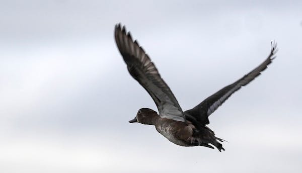 A ring-necked duck flies above Rice Lake in Rice Lake National Wildlife Refuge Tuesday, Oct. 1, 2019.