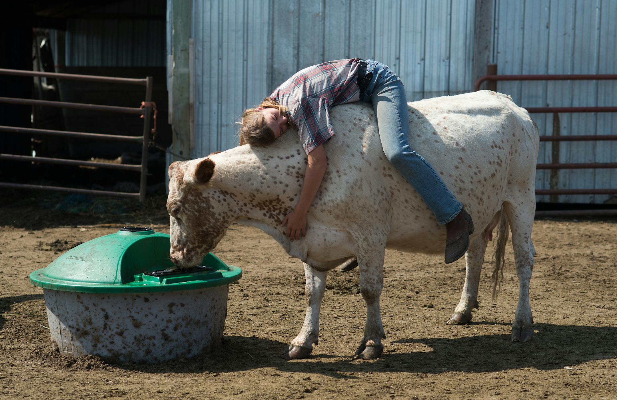 Rancher Christina Traeger's daughter Hailey, 15, sits on Flo, one of their grass-fed British White cattle at the Rolling Hills Traeger Ranch in Avon, Minnesota as Flo licks from an apple cider vinegar station, used as a natural bug repellant. [ Angela Jimenez/Special to the Star-Tribune angelajime@gmail.com Assignment #20035502A_ SLUG: RANCH_ EXTRA INFORMATION: Christina Traeger, who raises grass-fed British White cattle on her 75-acre Rolling Hills Ranch in Avon, Minnesota with the help of her