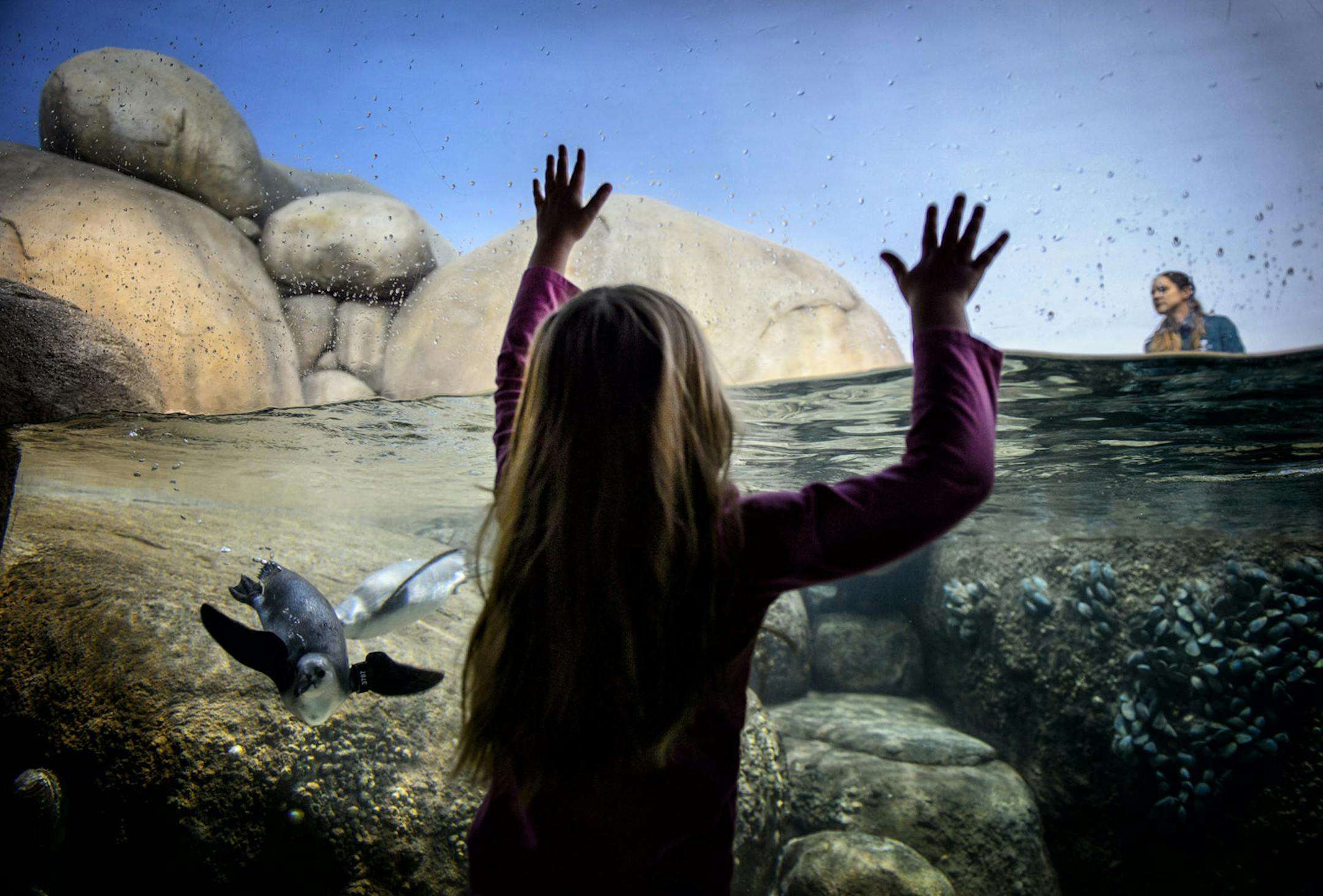 Emily Felling, 6, of Apple Valley, watched the new penguins get used to their new surroundings.