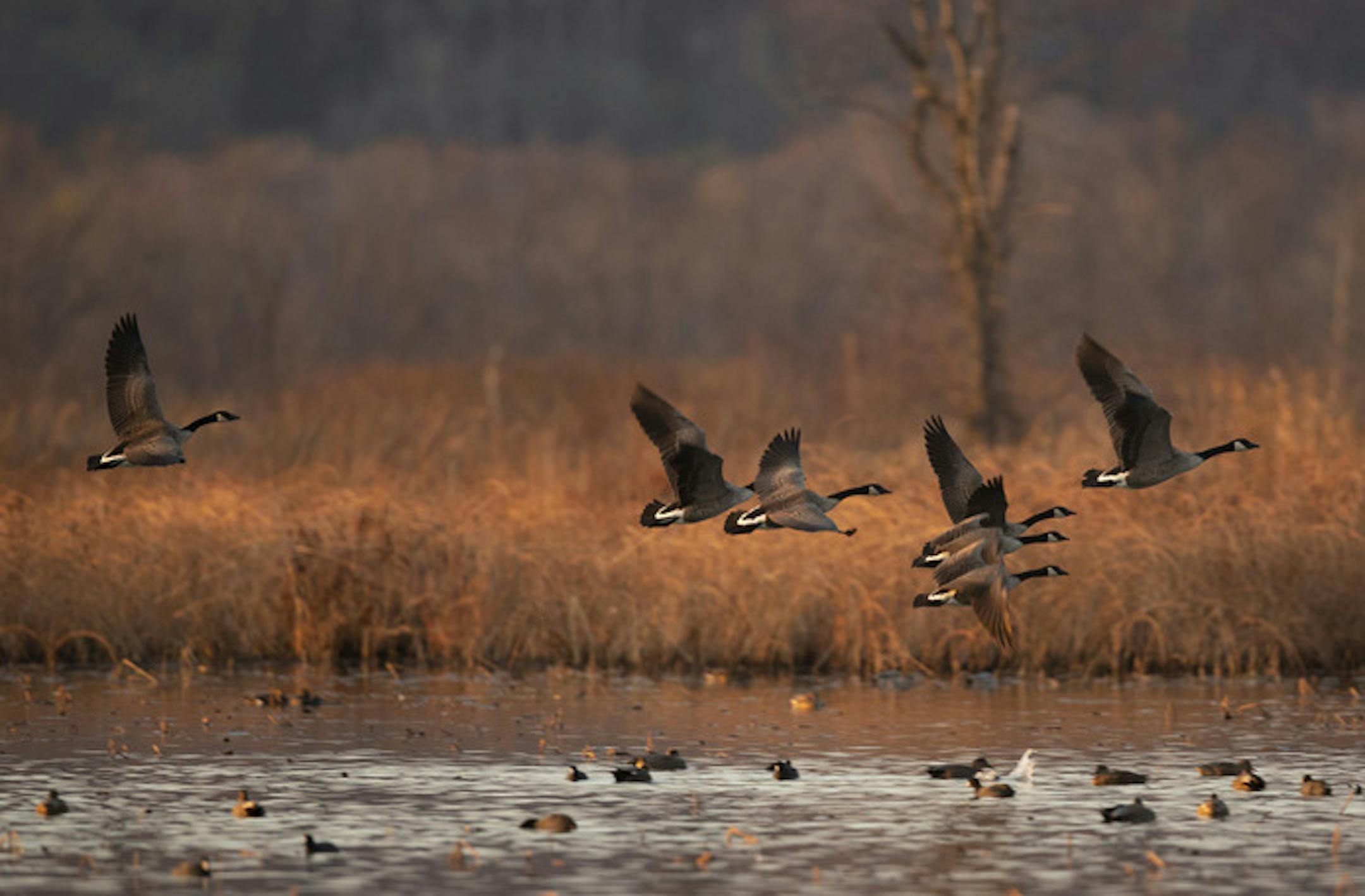 Minnesota's early Canada goose season is nigh. The 15-day hunt, with its five-goose bag limit, opens Sept. 1. The DNR's leading waterfowl biolgist said the population is down from a year ago but numbers of breeding geese in the state have been relatively stable and gosling production in 2019 was improved over 2018. ORG XMIT: MIN1811202320029122
