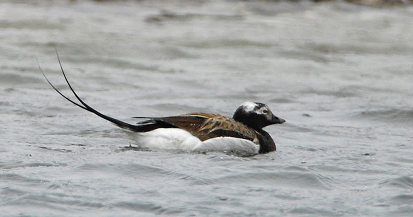 A closeup of a male long-tailed duck on water.