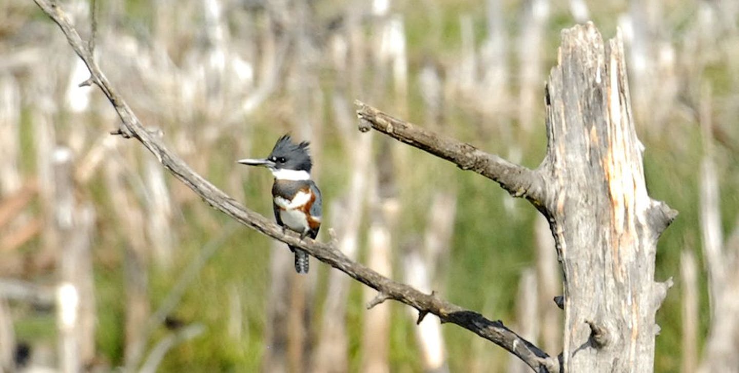 A female kingfisher is more colorful than the male, unusual in the bird world.