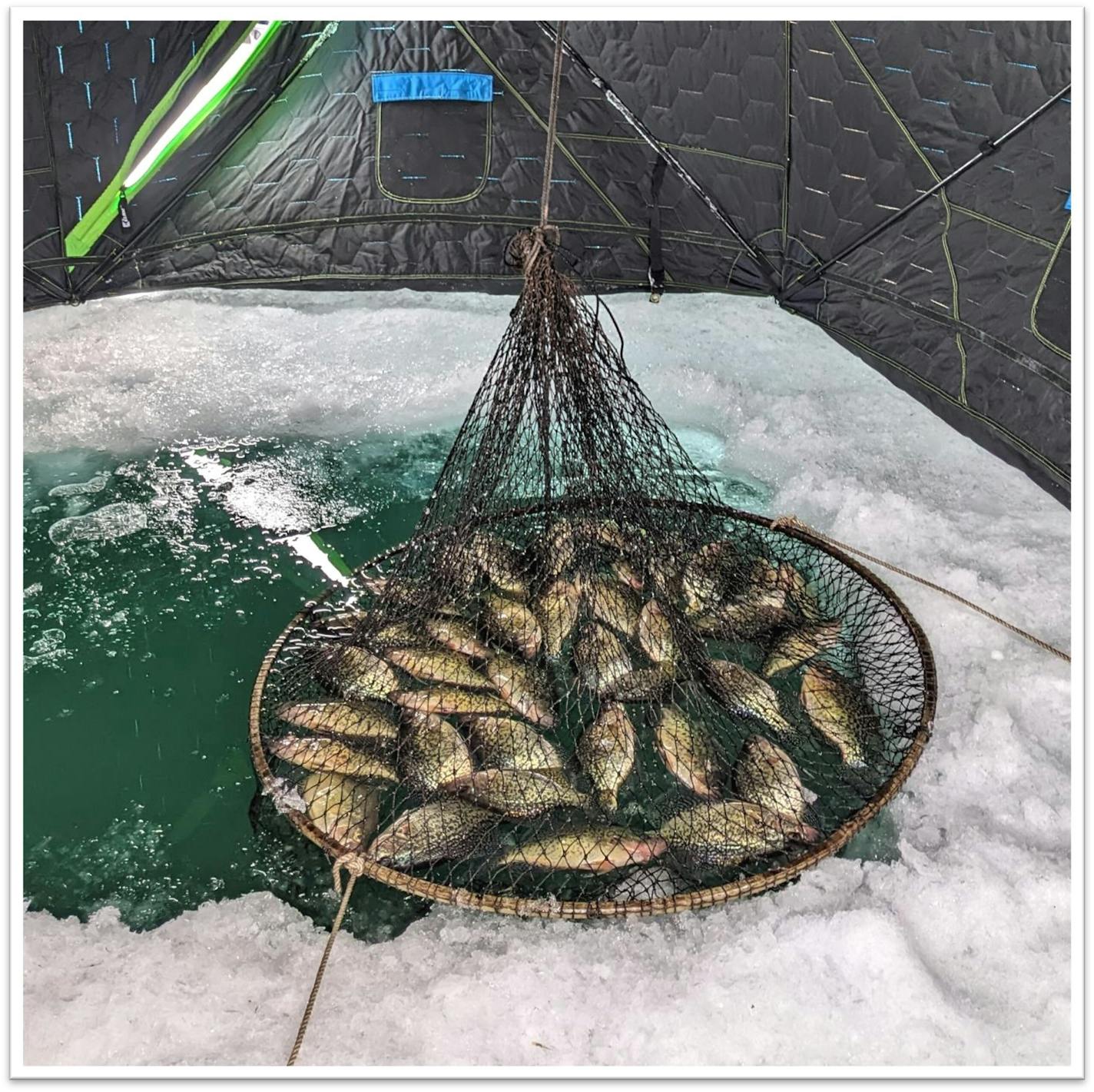 Crappies caught from deep water during a wintertime DNR study often suffer the effects of "barotrauma'' and die after being released. DNR photo.