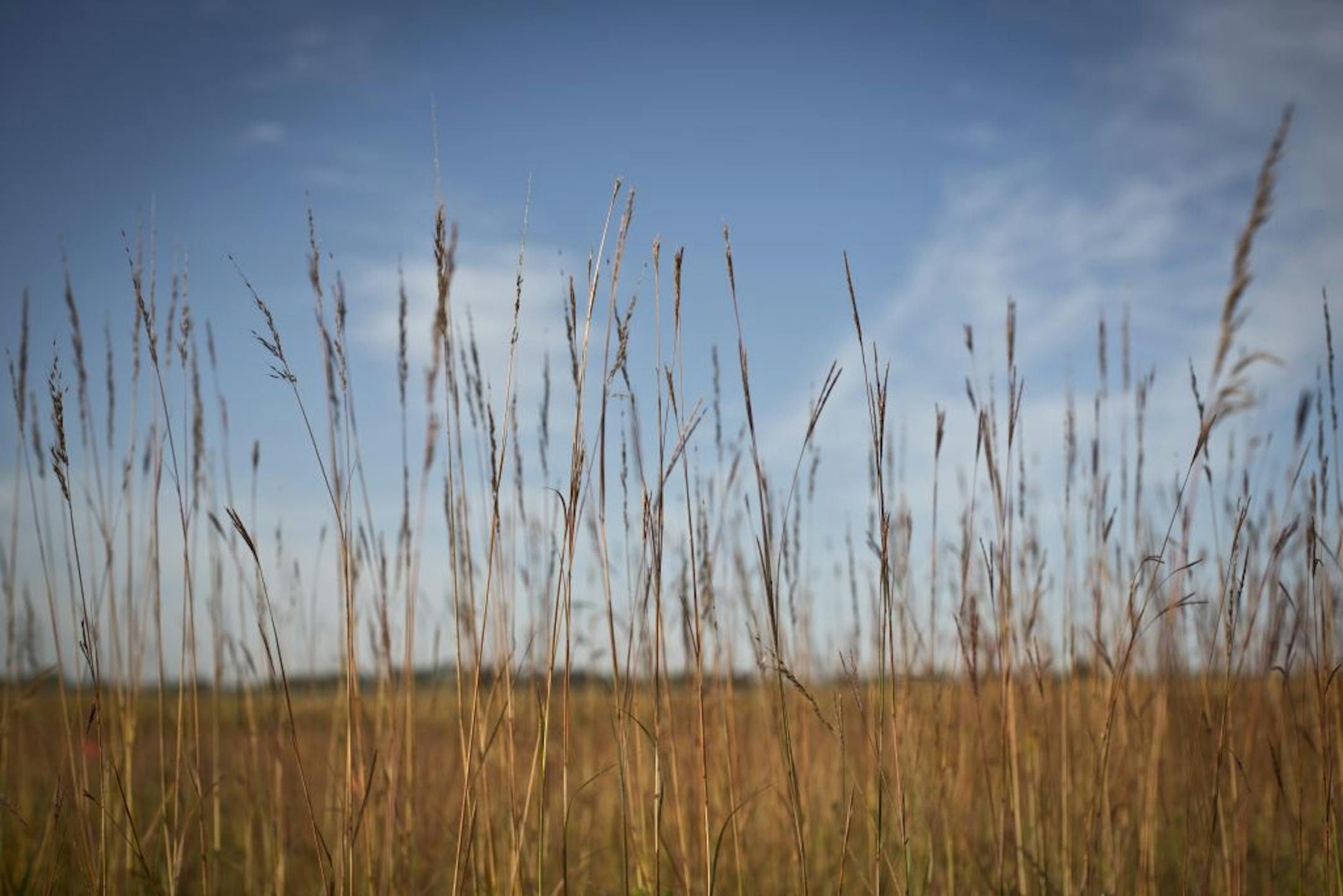 Indian Grass at Schaefer Prairie near Glencoe, Minn., on Thursday, September 13, 2012. Schaefer Prairie is a remnant of the once-vast northern tallgrass prairie that covered millions of acres in Minnesota, the Dakotas and Iowa.