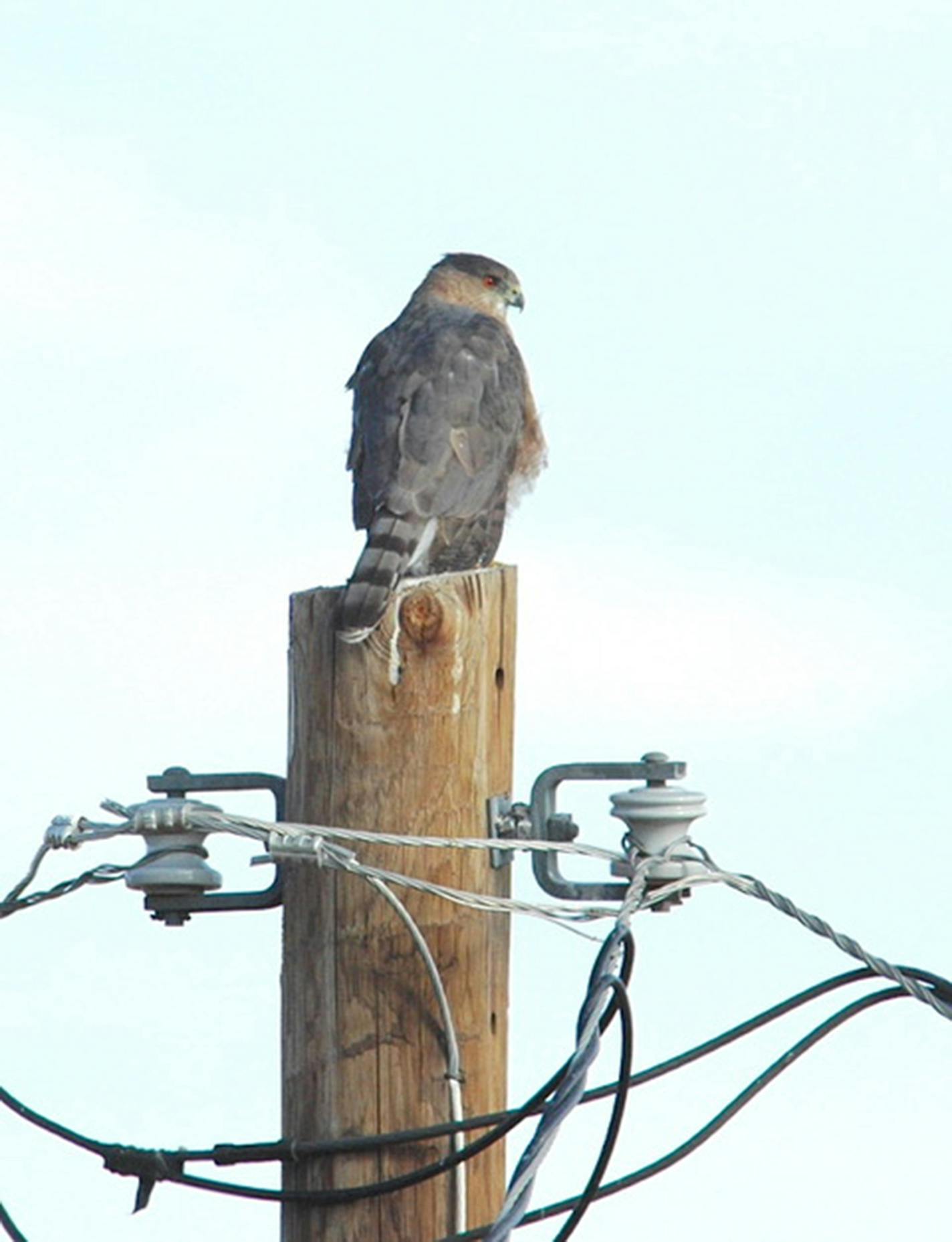 Cooper's hawk on top of a utility pole.