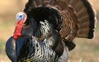 The tom wild turkey will be sought after when the season opens Wednesday.