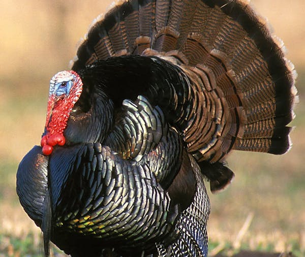 The tom wild turkey will be sought after when the season opens Wednesday.