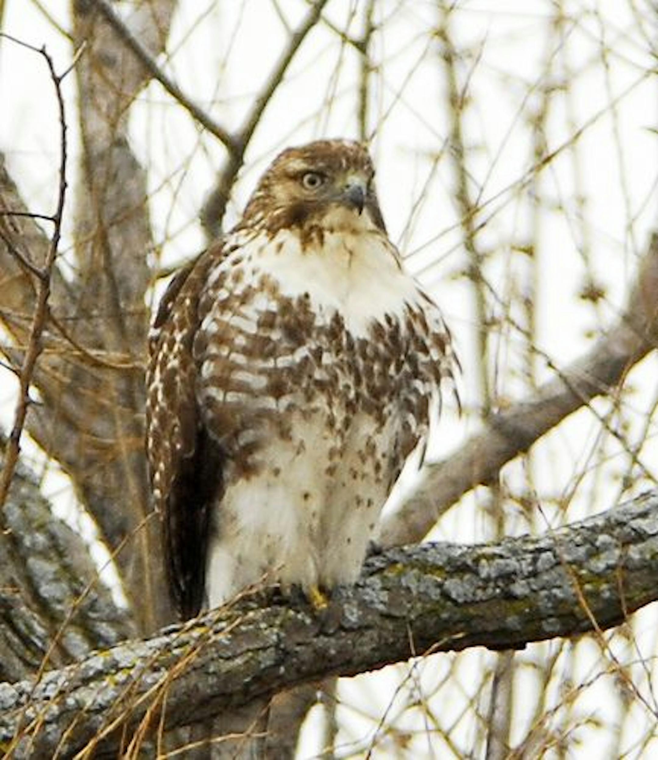 Red-tailed hawk