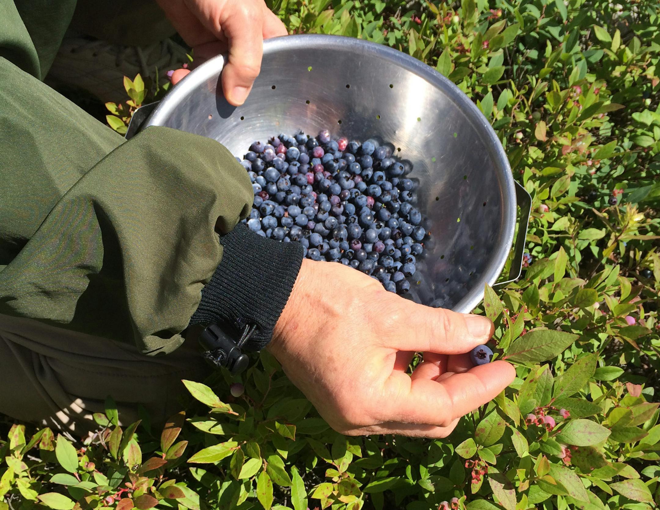 Blueberries in northern Minnesota along the Gunflint Trail are just ripening for picking‚Äî a little later than usual, due to the cold, wet and prolonged spring.