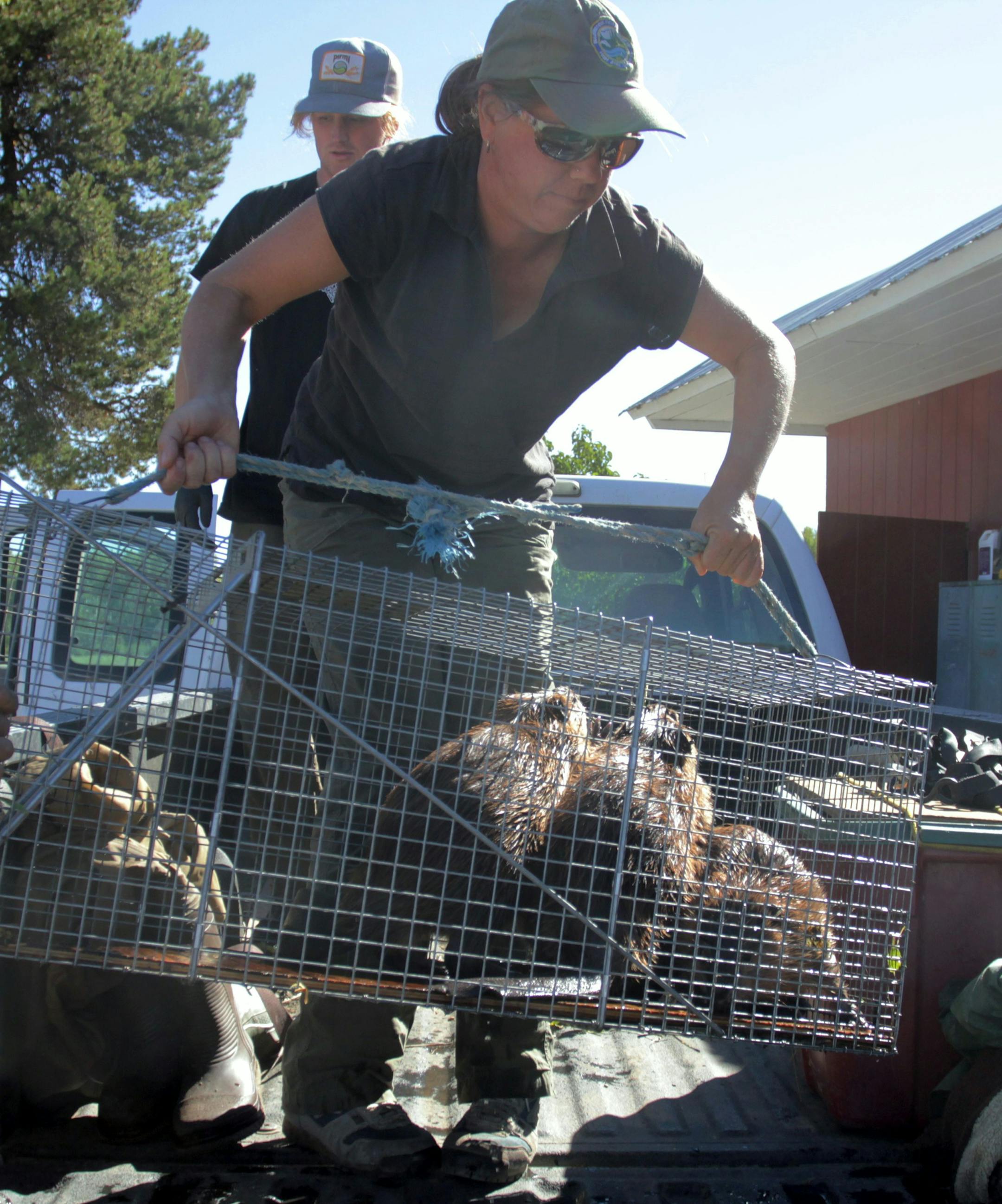 In this Sept. 12, 2014, photo, state biologist Kelly Perry hoists a cage with three young beavers onto a pickup truck with the help of Mid-Columbia Fisheries Enhancement Group staffers Mike Bosko and Garrett Pittis at a holding facility in Ellensburg, Wash. Under a program in central Washington, nuisance beavers are being trapped and relocated to the headwaters of the Yakima River where biologists hope their dams help restore water systems used by salmon, other animals and people. (AP Photo/Manu