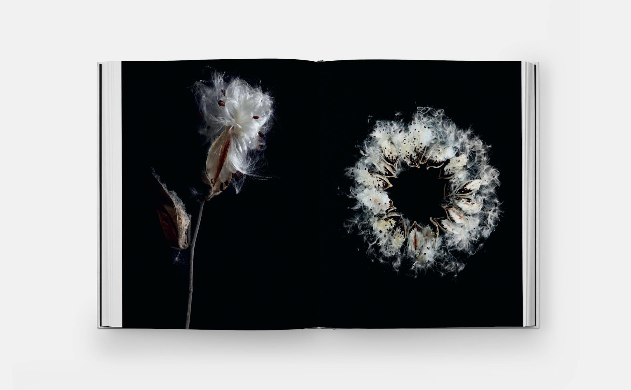 Graphic arrangements of found nature items such as feathers, fish, and fiddleheads photographed by Mary Jo Hoffman from her new coffee-table book "Still."
