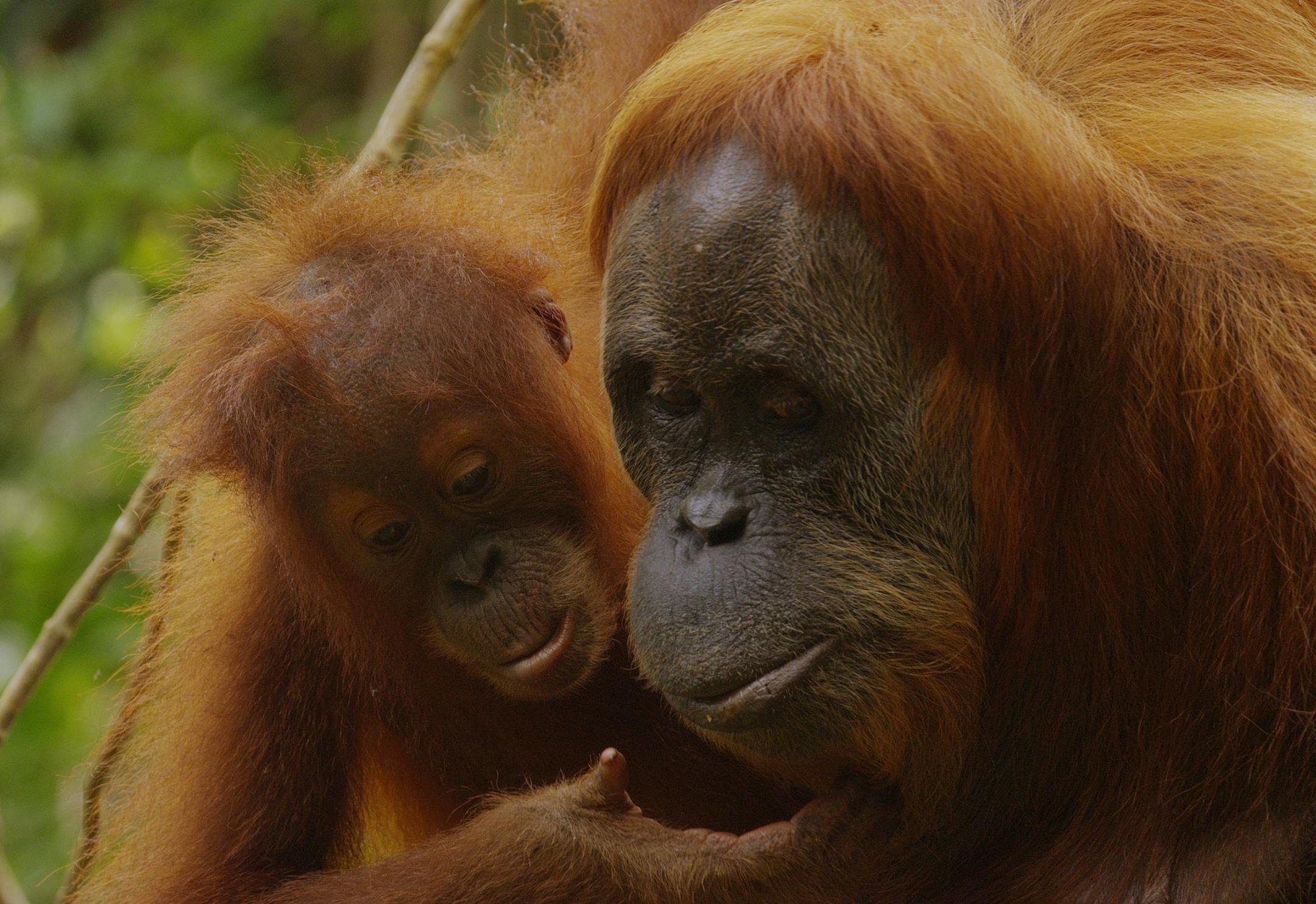 A young orangutan learns how to process fruit by watching mom closely. Aceh, Sumatra, Indonesia, Leuser Ecosystem. credit: Thirteen Productions LLC
