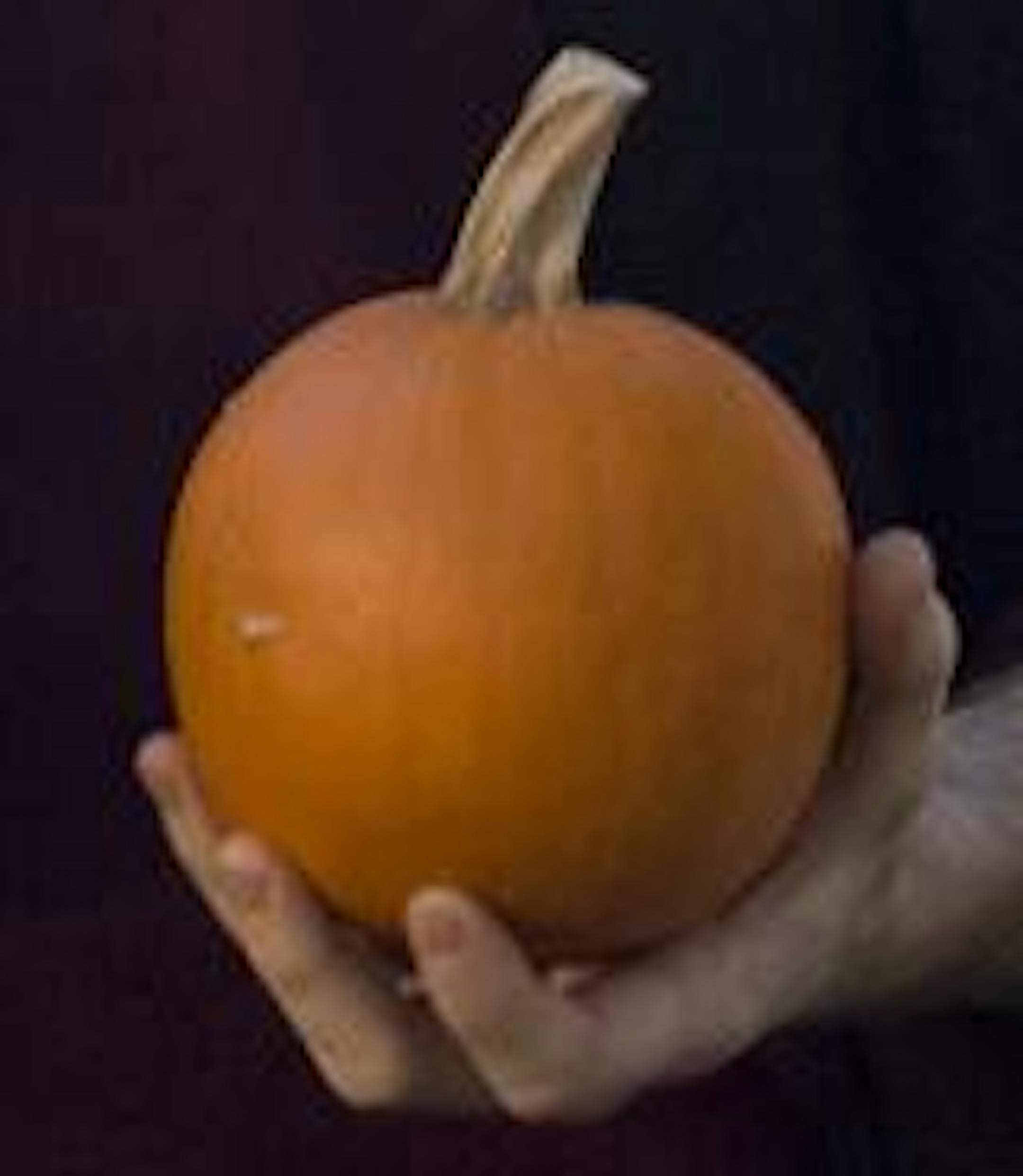 A pumpkin in the hand....