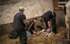Luke Gartman, center, along with veterinarian Eric Rooker, right, and veterinary student Brandon Debbink, left, help a newborn calf at the Gartmans' f