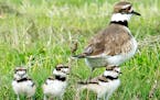 A story of trust between a man and a Killdeer