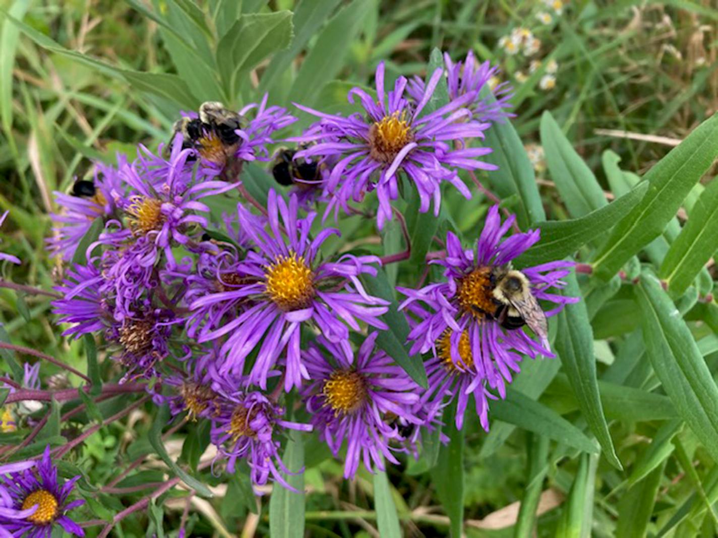 Three bumblebees work a cluster of wild asters.