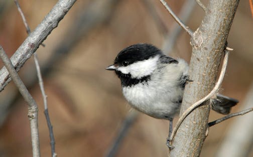 A black-capped chickadee perches on a branch.