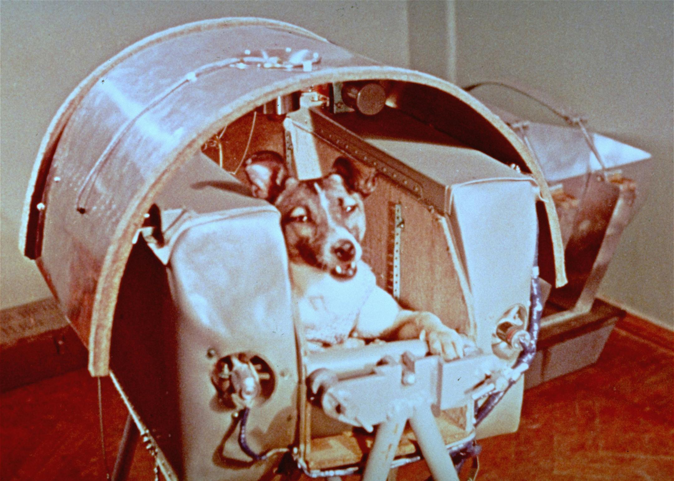 ** FILE ** A view of Laika, Nov. 5, 1957, the female dog that Russian officials say is riding into outer space as a passenger aboard Sputnik II. Russian officials on Friday unveiled a monument to Laika, a mongrel dog whose flight to space more than 50 years ago paved the way for human space missions. The small monument is located near a military research facility in Moscow that prepared Laika's flight to space on Nov. 3, 1957. It features a dog standing on top of a rocket. (AP Photo/NASA) ORG XM
