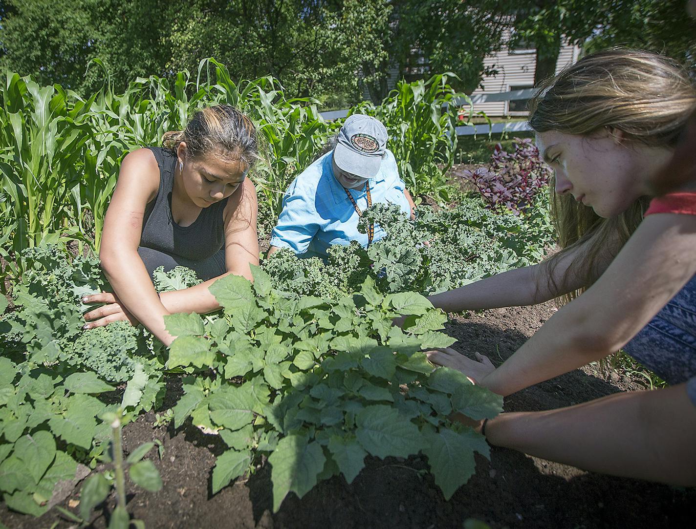 "Garden Warriors," Destiny Wind, center, and Zoey Bruffett, cq, right, got a lesson in their native garden from Hope Flanagan, also known as "Little Wind Woman," at the Dream of Wild Health farm, Wednesday, July 12, 2017 in Hugo, MN. The non-profit farm teaches kids how to garden, cook, culture, music, and teaches about Native seeds. The organization received a grant to update their kitchen from the Minnesota Superbowl Legacy Fund. ] ELIZABETH FLORES &#xef; liz.flores@startribune.com