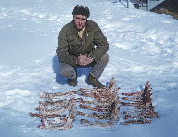 Dave Mech poses in 1960 with nineteen of the many moose jawbones he collected around the island to help determine age and health of the animals at the