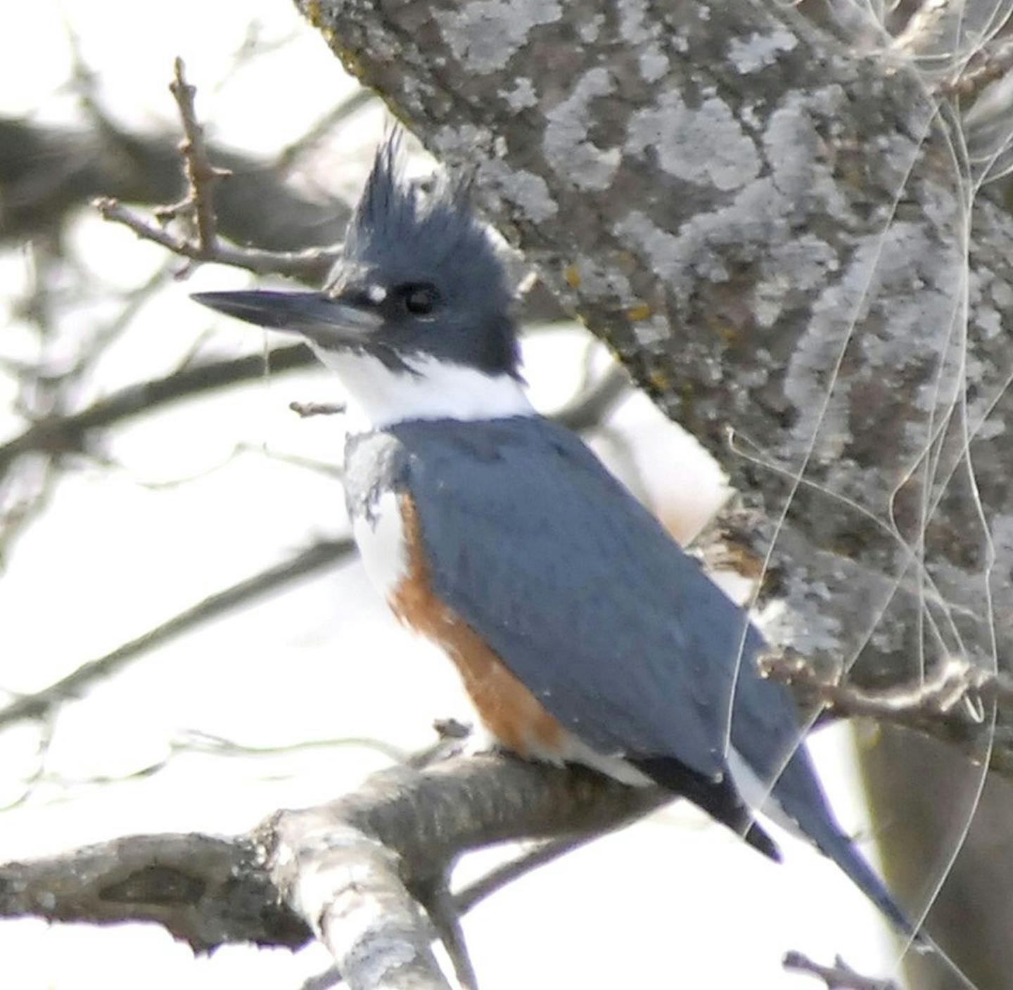 A female belted kingfisher waits for a fish to swim underneath her perch. The female kingfisher is more colorful than the male, unusual in the bird world.