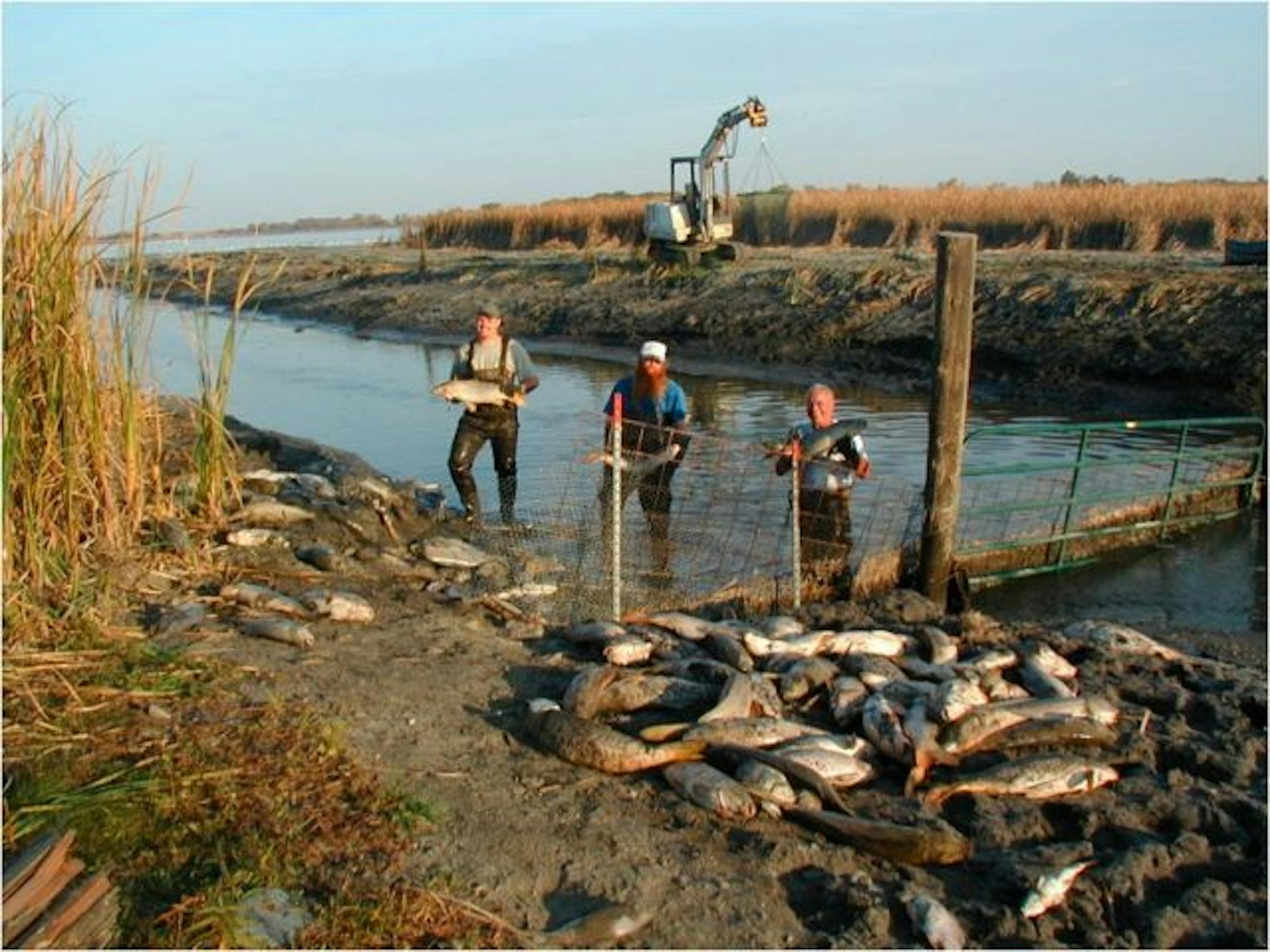 Lake Maria gives up its manifold carp.